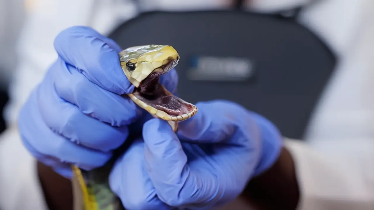 En Kenia, expertos desarrollan un antídoto innovador para neutralizar los efectos de los venenos más mortíferos.. Foto: Redacción InfoArticulos