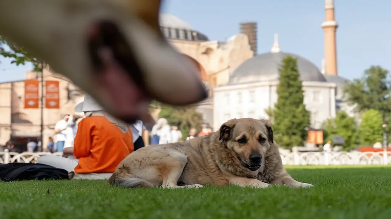 El máximo tribunal turco ha ratificado la polémica legislación que autoriza el sacrificio de perros vagabundos en el país.. Foto: Redacción InfoArticulos