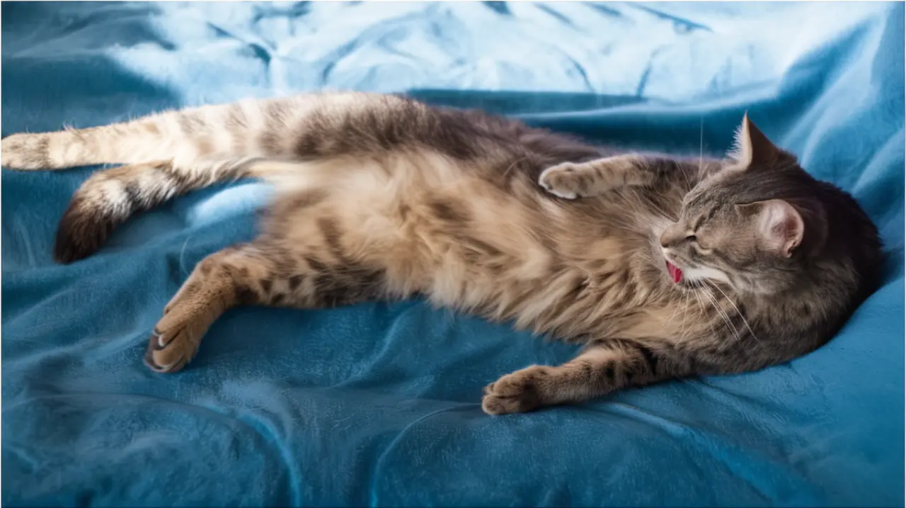 ¿Qué indica cuando un gato se estira, según especialistas en medicina animal. Foto: Redacción InfoArticulos