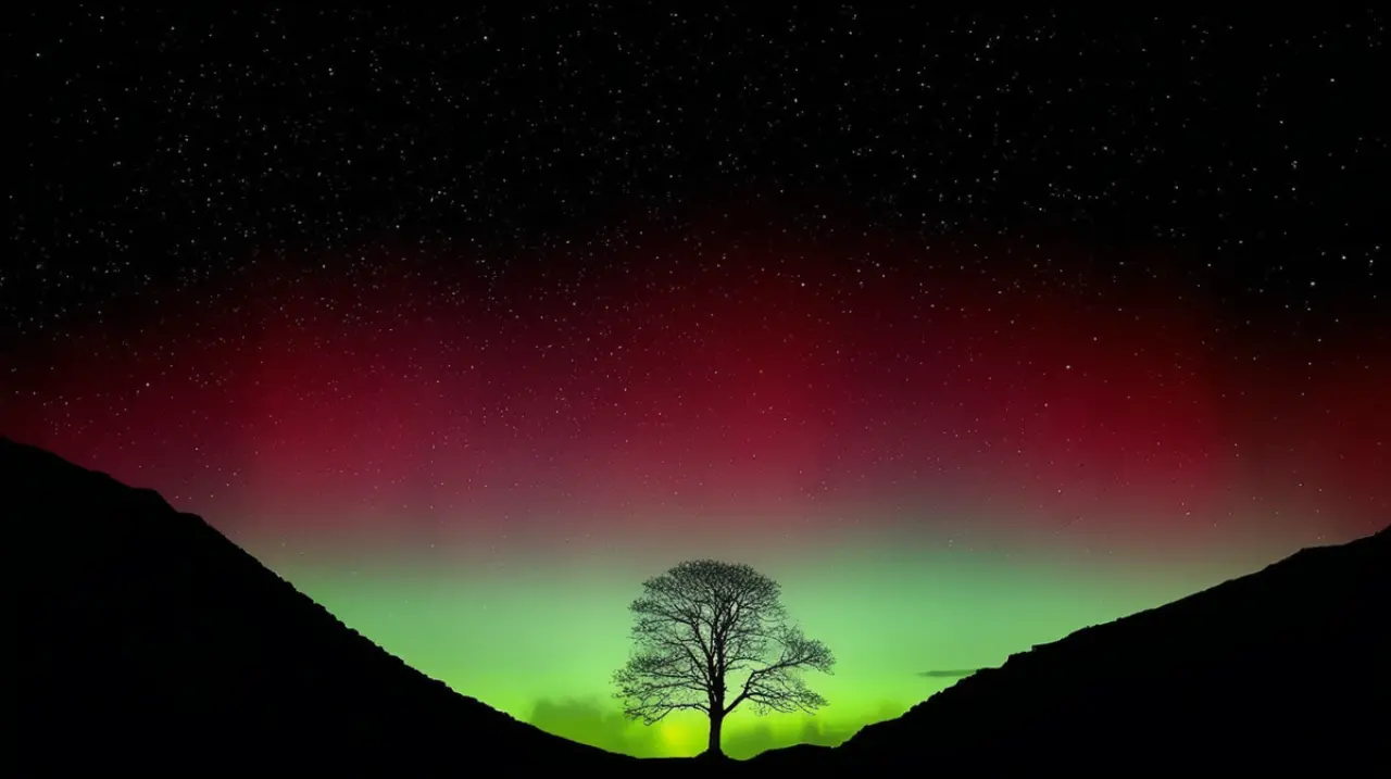 Dos varones han sido condenados por derribar el conocido árbol de Sycamore Gap en la región septentrional de Inglaterra a comienzos del año 2023.. Foto: Redacción InfoArticulos