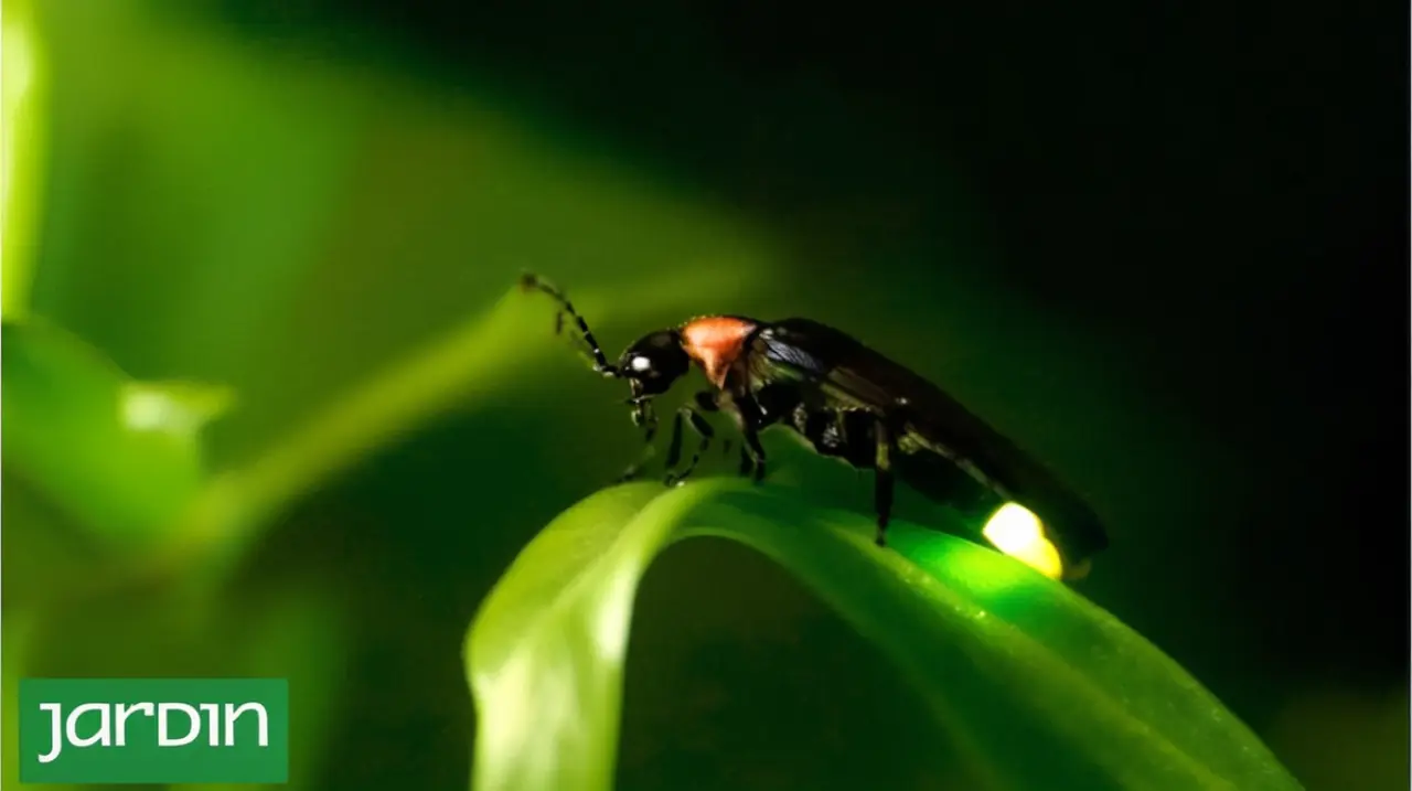 A pesar de que suelen estar activos durante la noche, en la actualidad es cada vez más difícil localizar a estos pequeños animales.. Foto: Redacción InfoArticulos