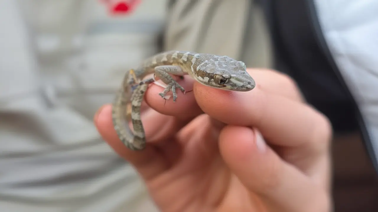 Un equipo de investigadores ha logrado redescubrir a un gecko de cuerpo plano en Sudáfrica, después de una ausencia de 34 años.. Foto: Redacción InfoArticulos