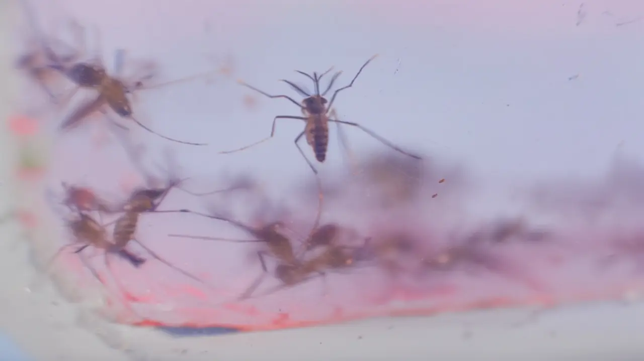 La Universidad de Buenos Aires busca una solución innovadora contra el dengue, sin recurrir a repelentes ni vacunas.. Foto: Redacción InfoArticulos