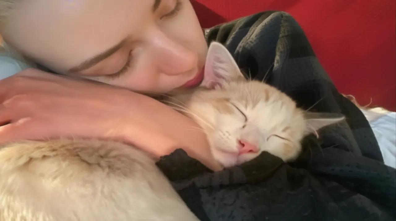 El misterioso compañero de Anya Taylor-Joy: la fascinante historia de Kitsune, un gato con una presencia inolvidable en su vida personal y profesional.. Foto: Redacción InfoArticulos
