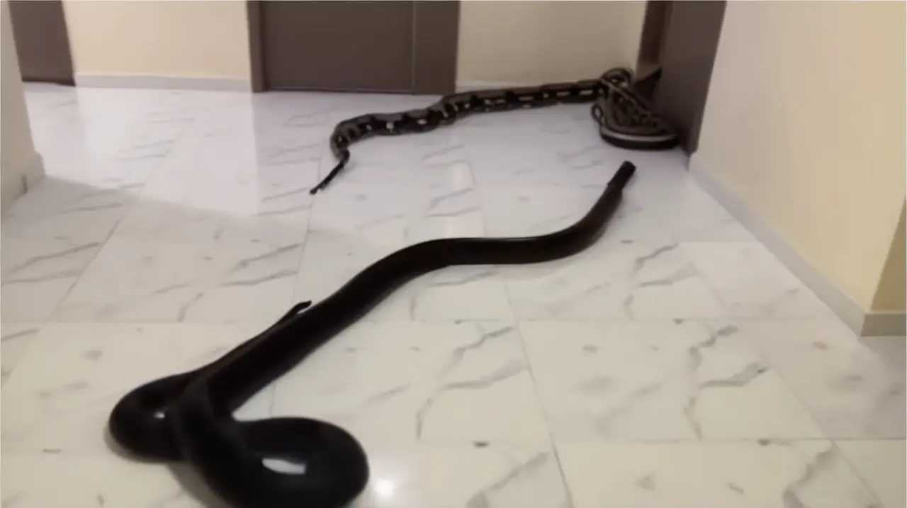 Un individuo recurrió a la intimidación con dos reptiles para silenciar a un vecino que generaba disturbios. Foto: Redacción InfoArticulos